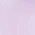 lavender purple