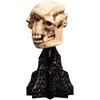 Weta Workshop - WETA Workshop Polystone - The Lord of the Rings Trilogy - Skull of a Cave Troll Polystone Statue - 2 of 4