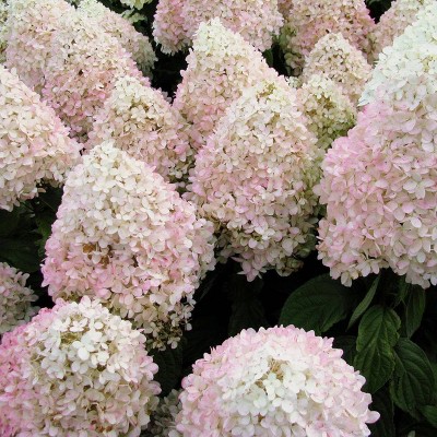 Hydrangea Sweet Summer 4" Potted Rocketliners - Van Zyverden