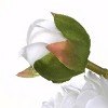 12" Artificial Peonies Bundle White - National Tree Company - 4 of 4