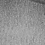 palm tree autumn green