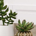 pecan wirebrush, blonde