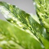 Sullivans Artificial 20" Aglaonema Bush, Green - 2 of 2
