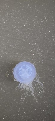 Guest review image 3 of 6, zoom in