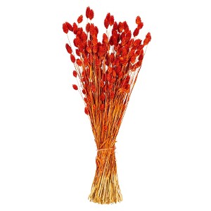 Vickerman 26" Dried Phalaris Bunch, 7 oz - 1 of 3