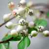 Sullivans Artificial Creamy Berry Long Drop Stem 34"H Green - 2 of 3