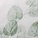 eucalyptus