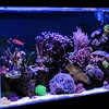 Unique Bargains Aquarium Glowing Simulation Decoration Artificial Golden Fish Ornament with Suction Cup Brown 1 Pcs - 2 of 4