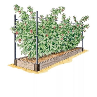 Image of Raspberry raised bed made from a garden bed kit