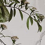 natural/beige