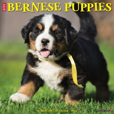 2022 Wall Calendar Just Bernese Mountain Puppies - Willow Creek Press