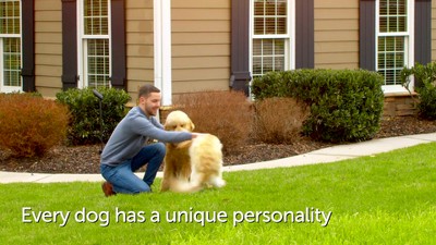 PetSafe Stay & Play Wireless Fence for Stubborn Dogs with Adjustable Collar