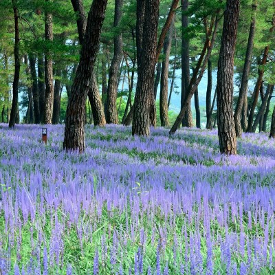 Big Blue Liriope Plant with Purple Blooms, 6-Piece Set