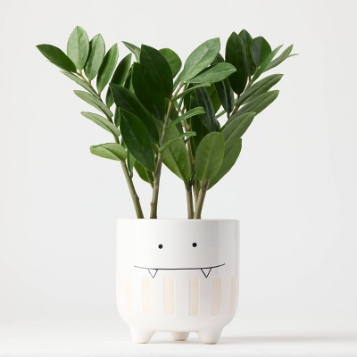 Halloween Ziggy White Live Houseplant - Good Little Garden™