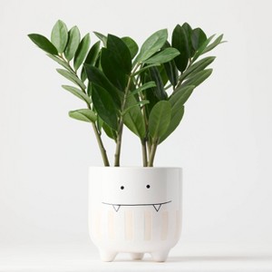 Halloween Ziggy White Live Houseplant - Good Little Garden™ - 1 of 4