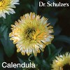 Dr. Schulze's Deep Tissue Oil- Herbal Support for Muscles, Tendons & Joints - 4 of 4
