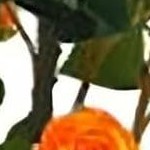 100cm orange (disassembly)