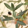 DR.Planzen UV Resistant 6-7FT Artificial Olive Tree with White/Brown Tall Planter - Faux Plants with three branches for Indoor/Outdoor for Home Decor - 3 of 4