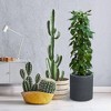 Set of 3 Concrete/Fiberglass Elegant Indoor/Outdoor Planter Charcoal Gray - Rosemead Home & Garden, Inc. - 4 of 4
