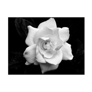 Trademark Fine Art - Richard Wallich 'Chicago 3' Canvas Art - 1 of 4