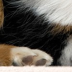 cream
