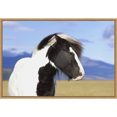 23" x 16" Icelandic Horse by Peter Langer Danita Delimont Framed Canvas Wall Art - Amanti Art