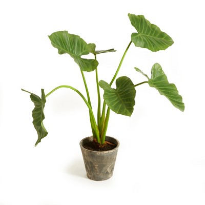 Plum & Post Alocasia Potted 42"