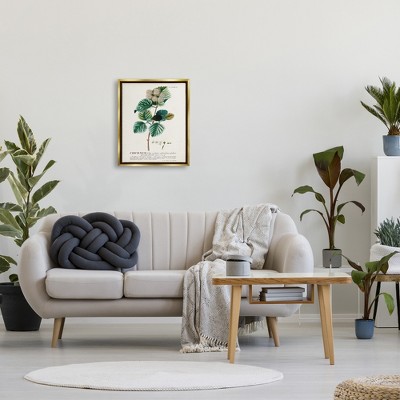 Botanical Plant Illustration on Canvas with Gold Frame, 17 x 21