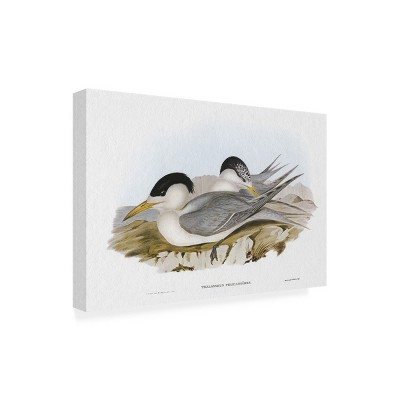 Elizabeth Gould Seabird Pairing V Canvas Art with Wood Frame