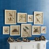 Plum & Post Framed Aviary Bird & Nest Habitat Prints, Set Of 9 - 3 of 4