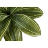 Artificial Plant, 17" Tall, Dracaena, Indoor, Faux, Fake, Table, Greenery, Potted, Real Touch, Decorative, Green Leaves, Black Pot - 4 of 4