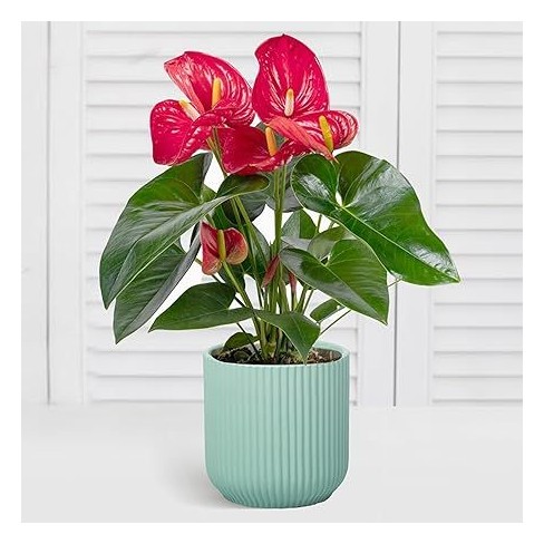 WHOLE HOUSEWARES Sturdy Flower Pot for Indoor Plant-Green - image 1 of 4