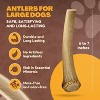 WhiteTail Naturals 1 lb Bulk Deer Antlers for Dogs – Mixed Split & Whole, Long-Lasting Natural Chews for Aggressive Chewers, USA Sourced - 3 of 4