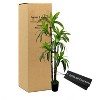 Cypress & Alabaster | Handmade 6' Artificial Dracaena Tree In Home Basics Starter Pot Made With Real Wood And Moss Accents - 2 of 4