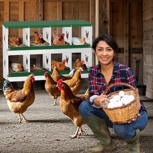 GustoWave  Chicken Nesting Box Nesting Boxes - 1 of 4
