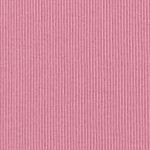 pink purple rose
