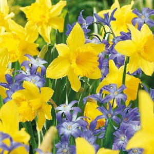 Van Zyverden 50ct Bulbs Narcissus Chionodoxa Deer Resistant Bulb Garden Set - 1 of 4