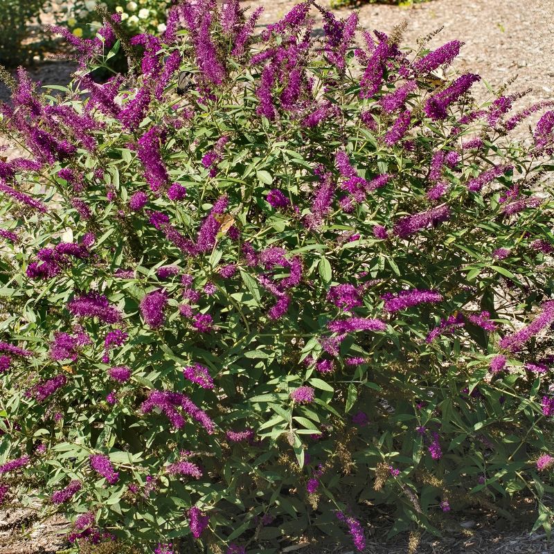 2.5qt &#39;RoyalRazz&#39; Buddleia Plant - Purple Blooms, Butterfly Bush, Fragrant Perennial, Full Sun, Attracts Wildlife, Hardy & Drought Tolerant, 6 of 7
