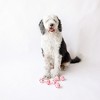 Midlee Valentine's Hearts Dog Tennis Balls Regular Large Size Gift - 2 of 4