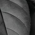 mahogany
