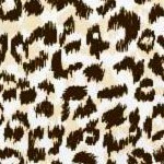 safari