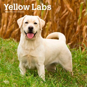 BrownTrout Yellow Labrador Retrievers 2026 12"x24" Hanging Square Wall Calendar Plastic-Free - 1 of 4