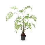 Park Hill Collection Forest Fern Plant in Growers Pot Small
