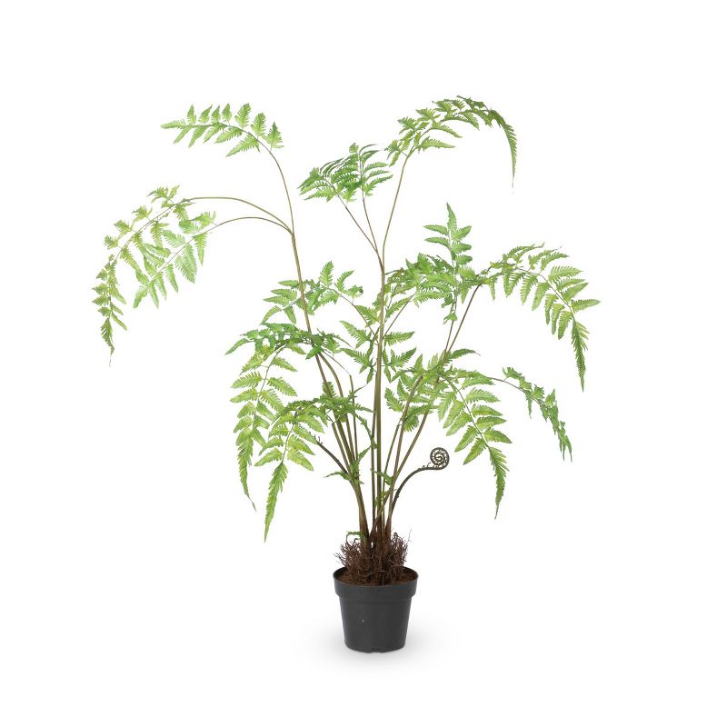 Park Hill Collection Forest Fern Plant in Growers Pot Small, 1 of 3