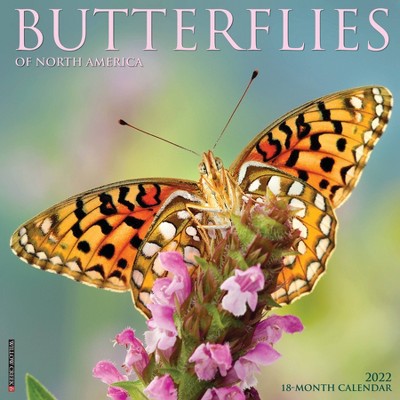 2022 Wall Calendar Butterflies - Willow Creek Press