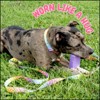 Country Brook Petz Deluxe Fashion Zebra Dog Collar - Made in the U.S.A. (1/2 Inch, Extra Small) - 3 of 4