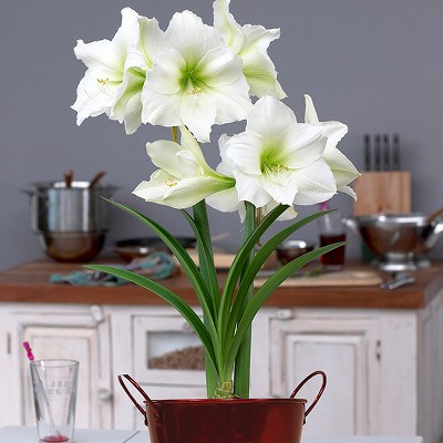 Amaryllis Christmas Kit with Decorative Planter - Van Zyverden