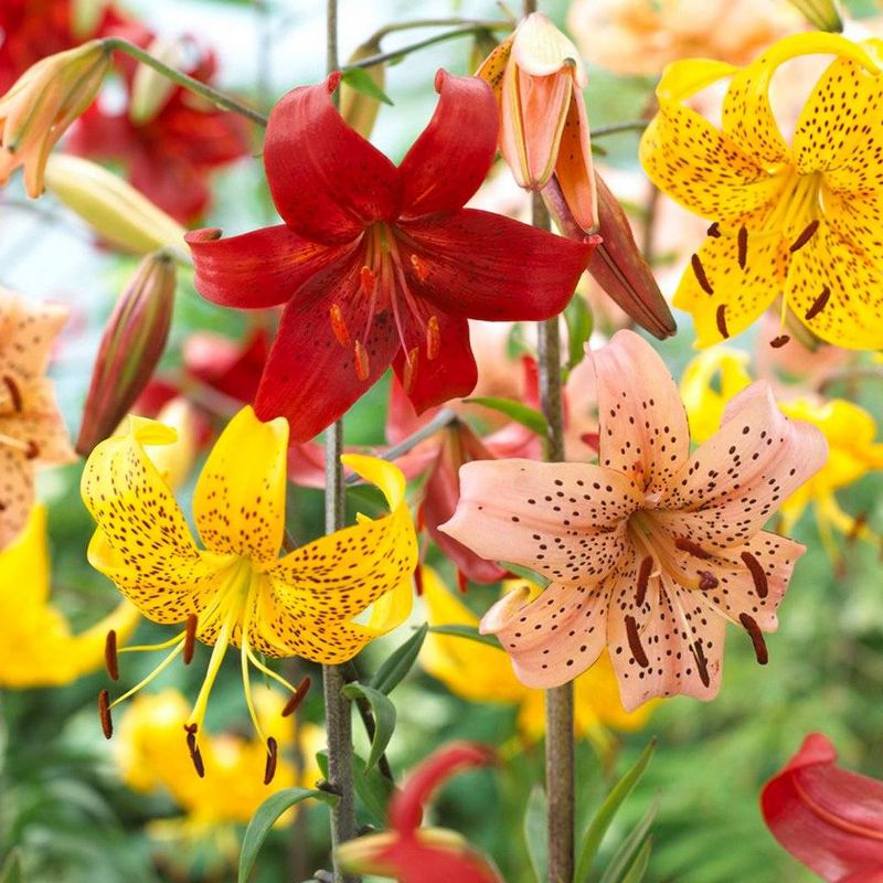 Van Zyverden 18ct Tiger Lilies Value Blend Pack Bulbs, 1 of 5