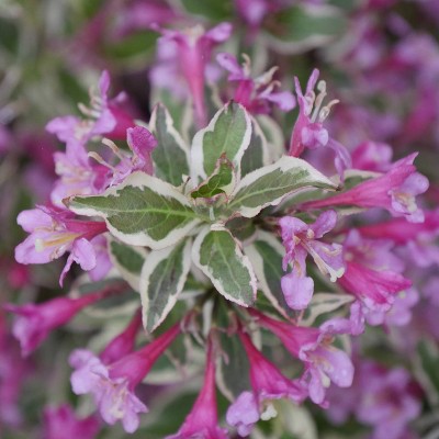 Van Zyverden Set of 3 Weigela My Monet Potted Rocketliners