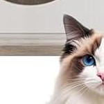 gray cabinet + white cat tree